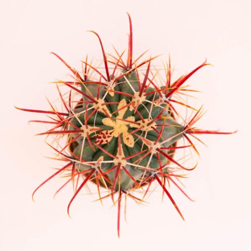 Ferocactus hybrid Ø 10,5 cm