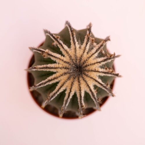 Uebelmannia pectinifera Ø 12 cm