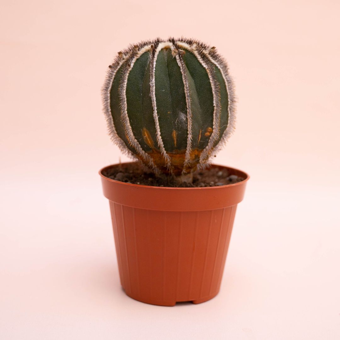 Uebelmannia pectinifera Ø 12 cm