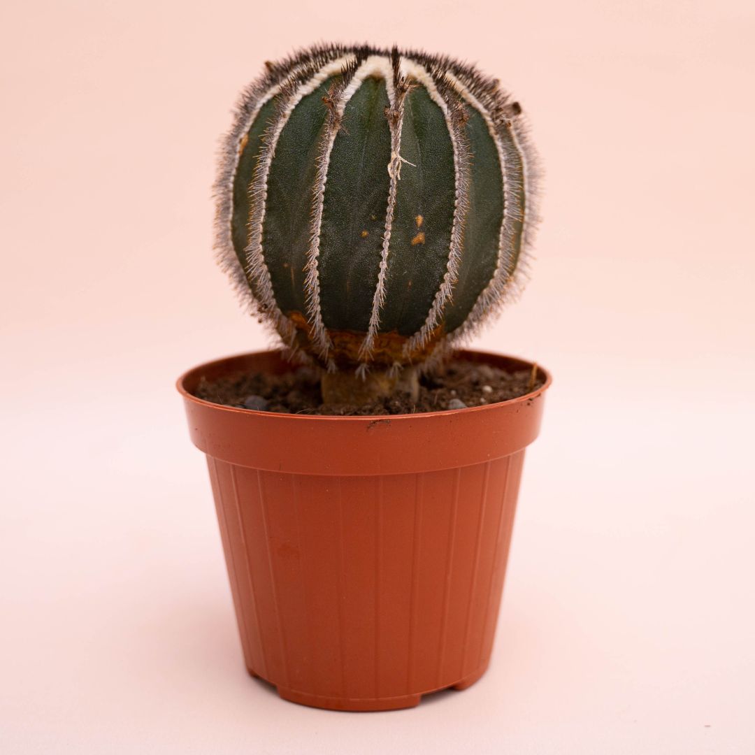 Uebelmannia pectinifera Ø 12 cm