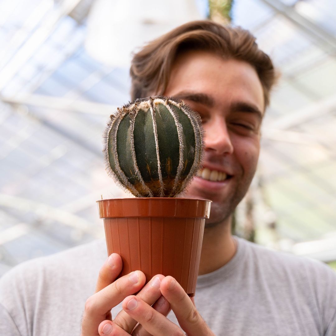Uebelmannia pectinifera Ø 12 cm
