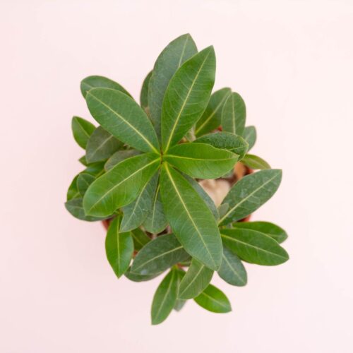 Adenium arabicum Ø 16 cm