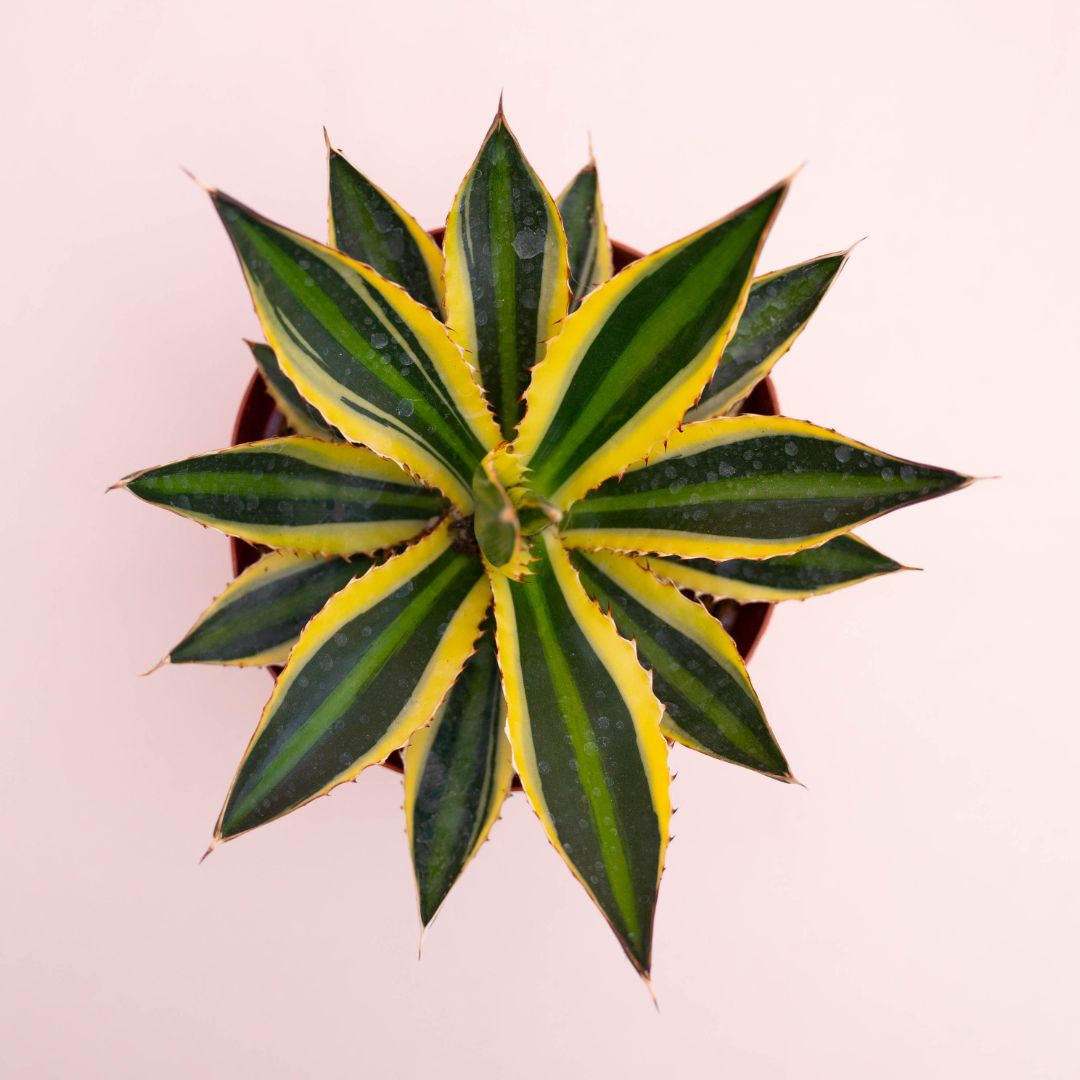 Agave lophantha variegata Ø 18 cm