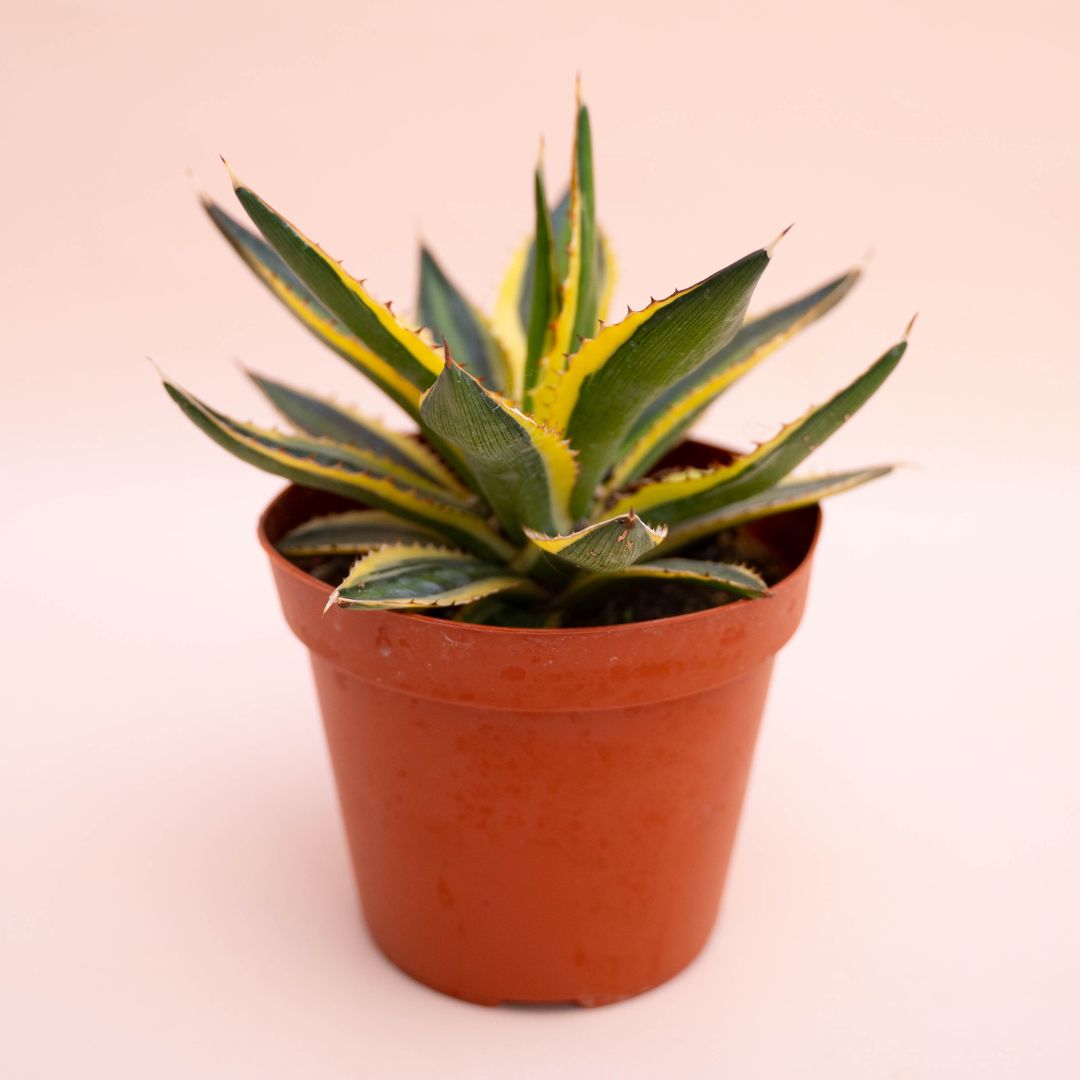 Agave lophantha variegata Ø 18 cm