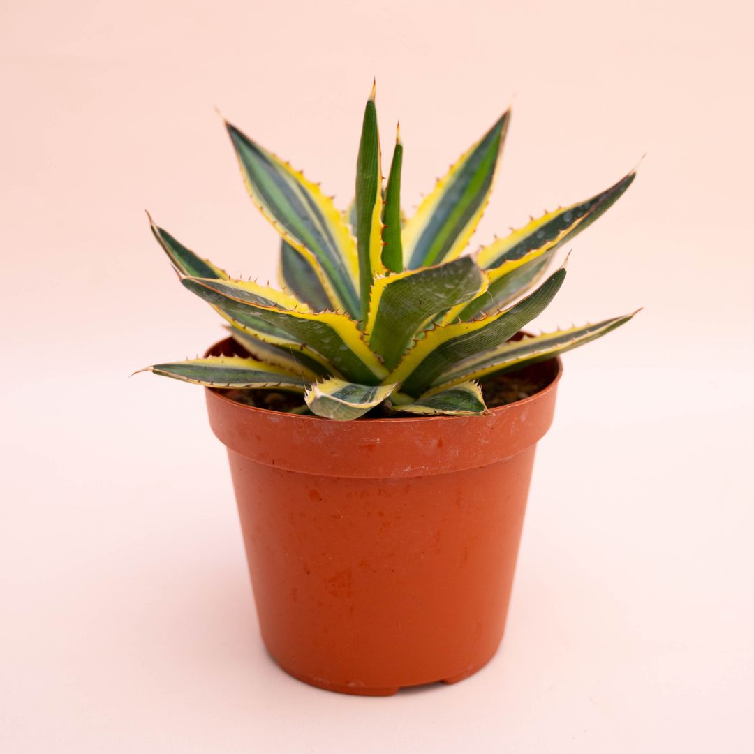 Agave lophantha variegata Ø 18 cm