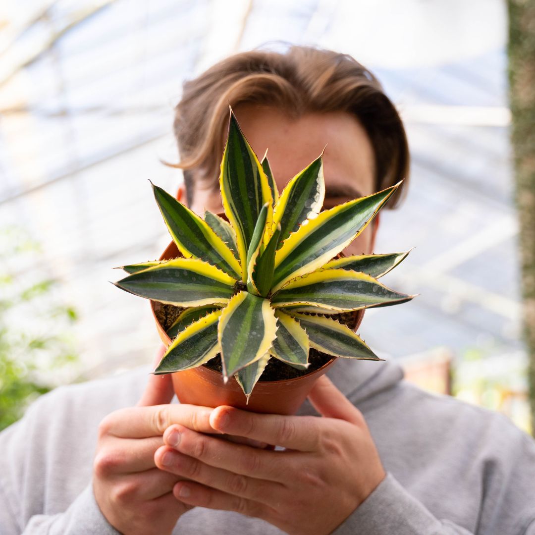 Agave lophantha variegata Ø 18 cm