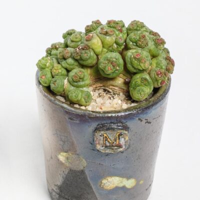 Mammillaria bocasana Fred ManeRaku 291