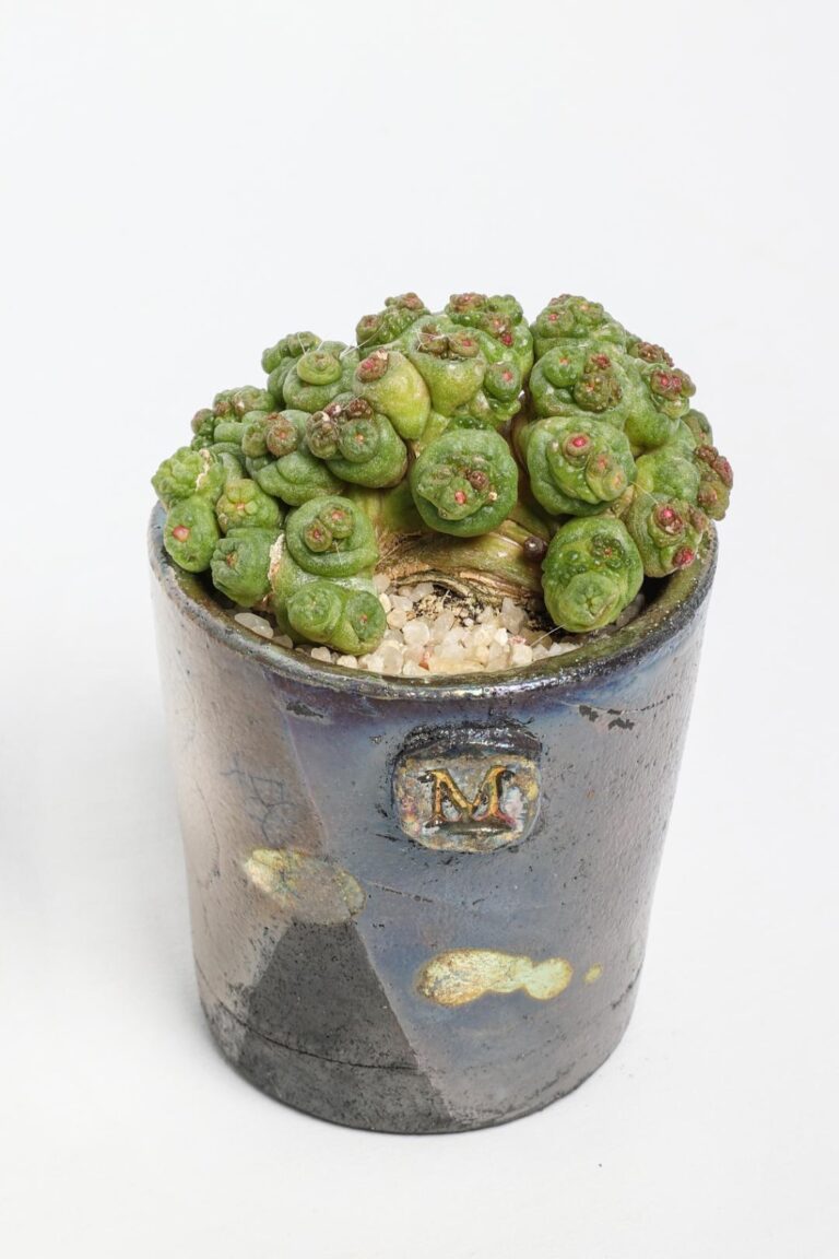 Mammillaria bocasana Fred ManeRaku 291