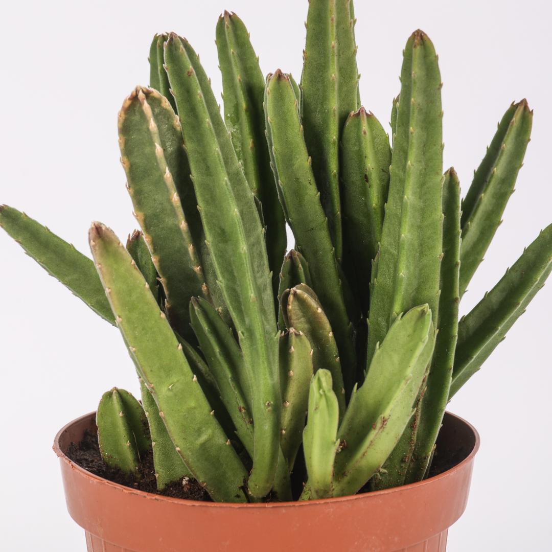 Stapelia hirsuta Ø 14 cm