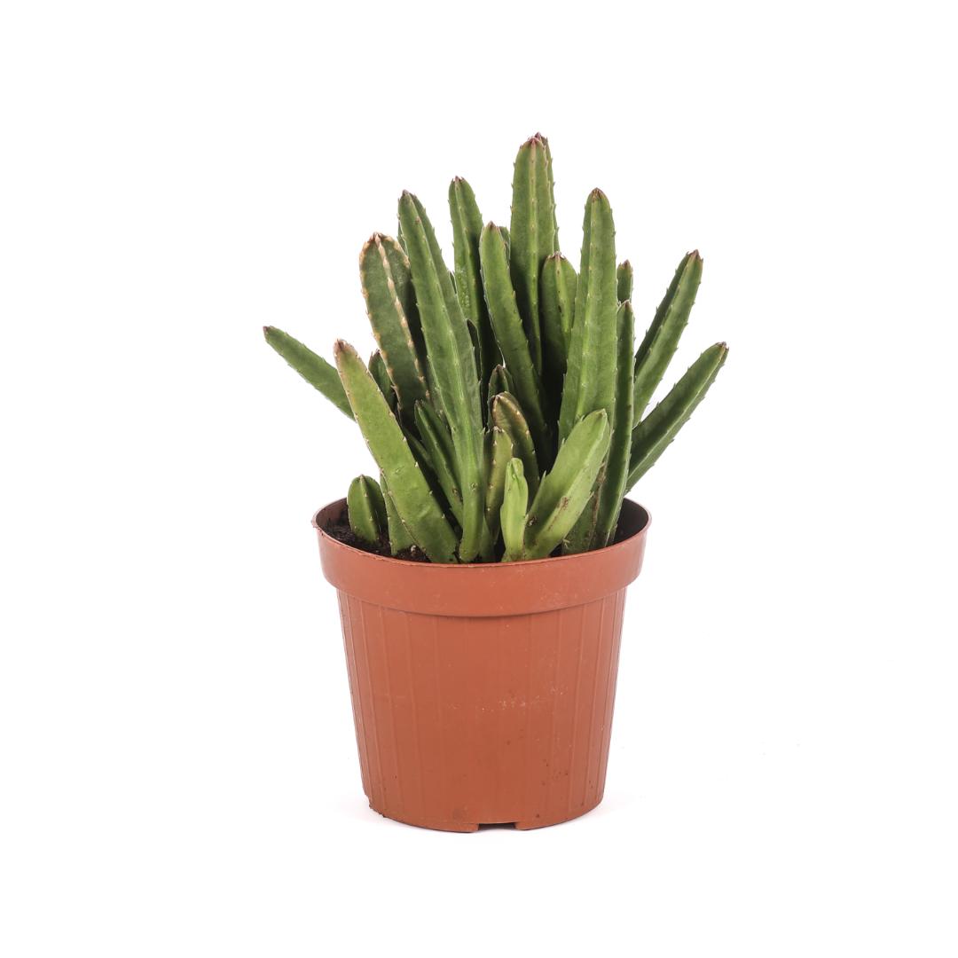 Stapelia hirsuta Ø 14 cm – Image 3