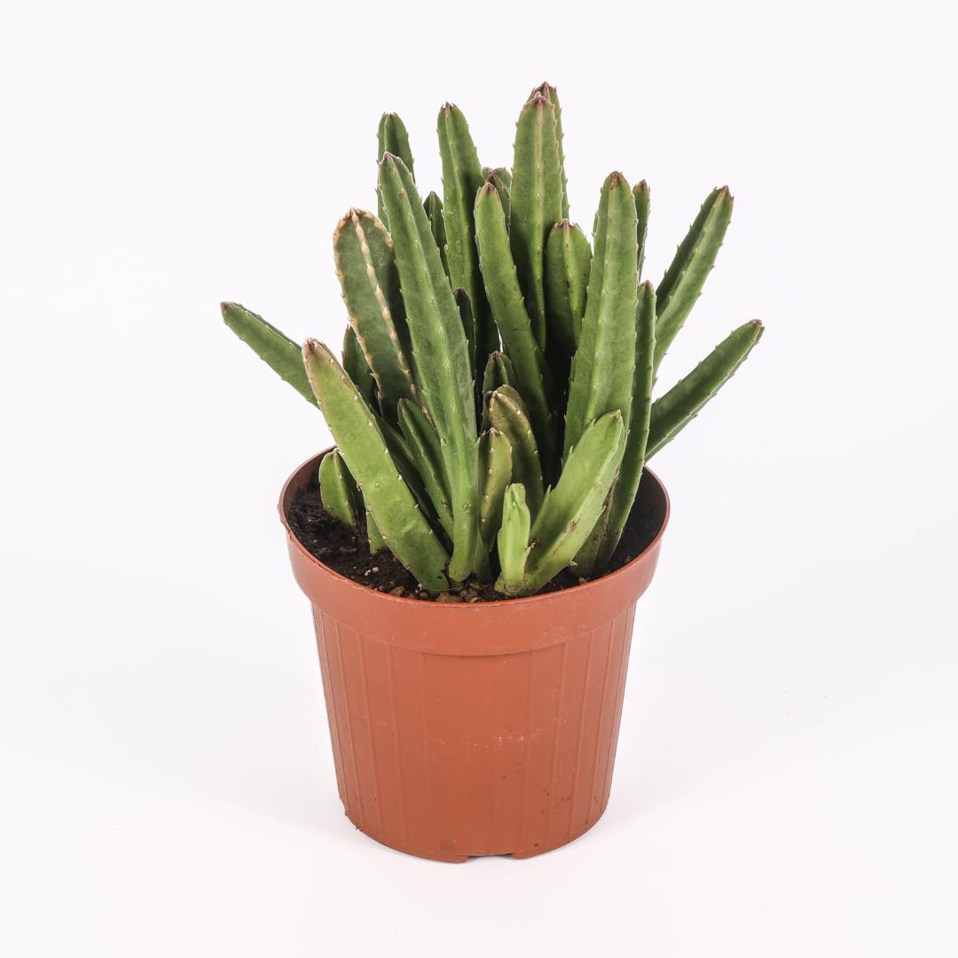 Stapelia hirsuta Ø 14 cm – Image 2