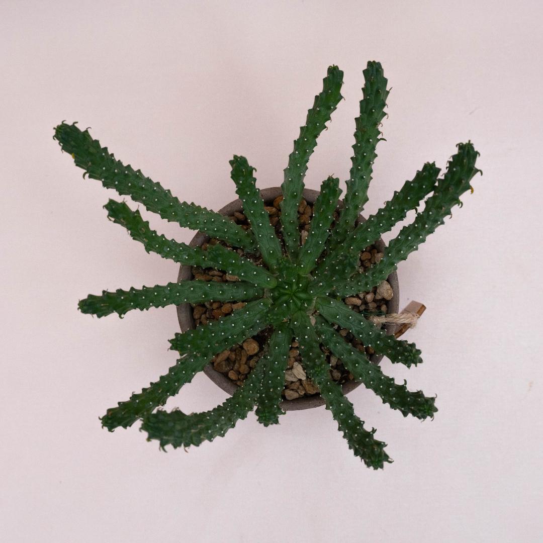 Euphorbia inermis - Linea Manera