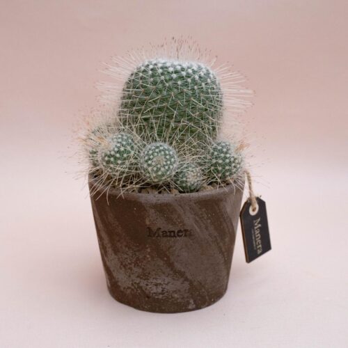 Mammillaria geminispina - Linea Manera