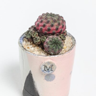 Sulcorebutia rauschii violacidermis ManeRaku 354