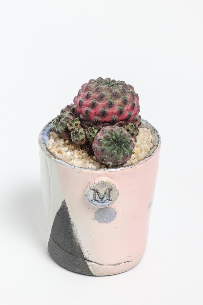 Sulcorebutia rauschii violacidermis ManeRaku 354
