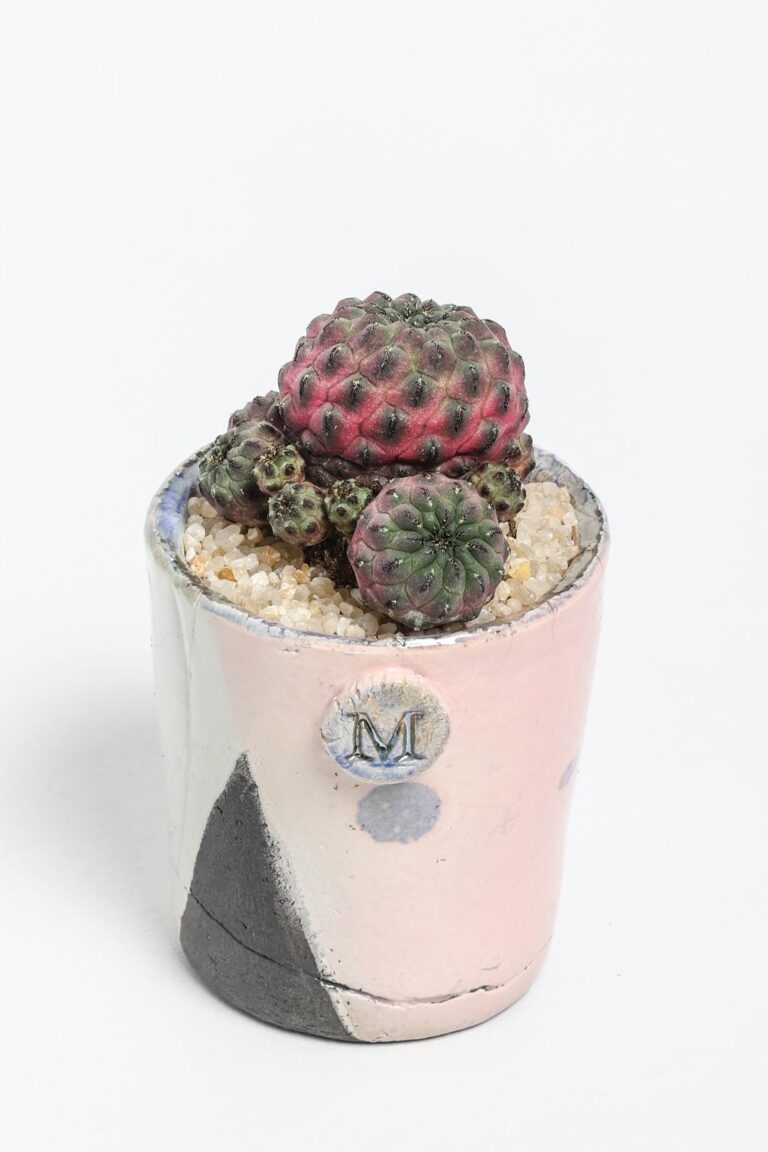 Sulcorebutia rauschii violacidermis ManeRaku 354