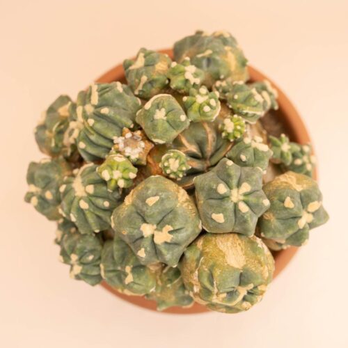 Ferocactus glaucescens nudum mostruosum Ø 20 cm