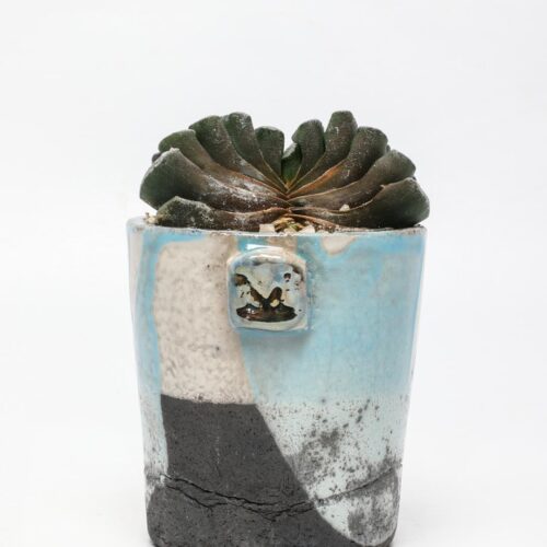 Haworthia truncata ManeRaku 381