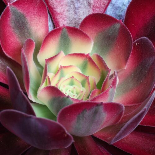 Aeonium Medusa Ø 17 cm