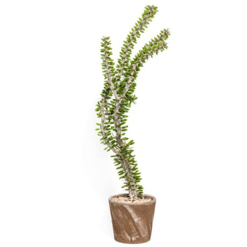 Alluaudia procera Ø 16 cm - Ligne Manera