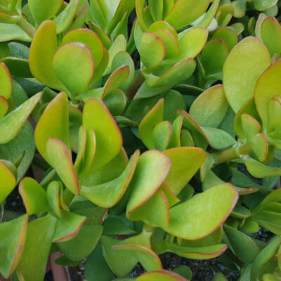Crassula ovata