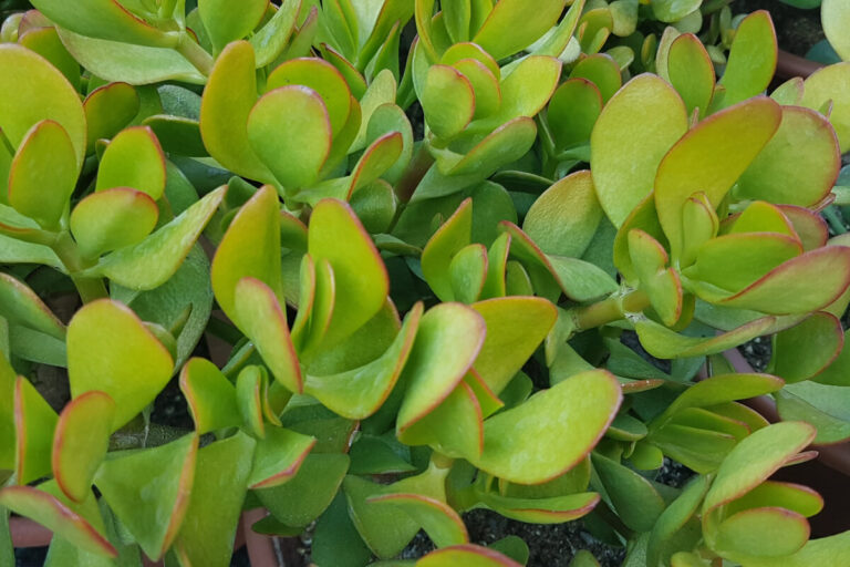 Crassula ovata