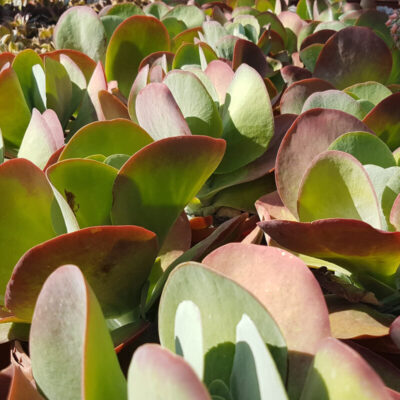 Kalanchoe thyrsiflora