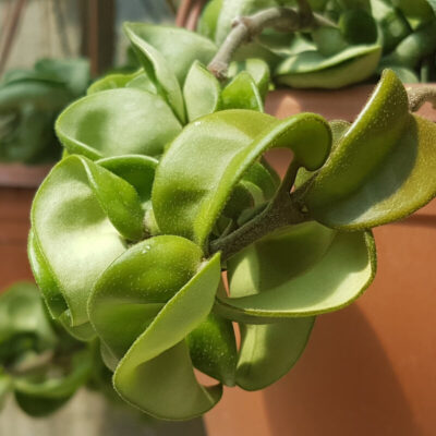 Hoya carnosa