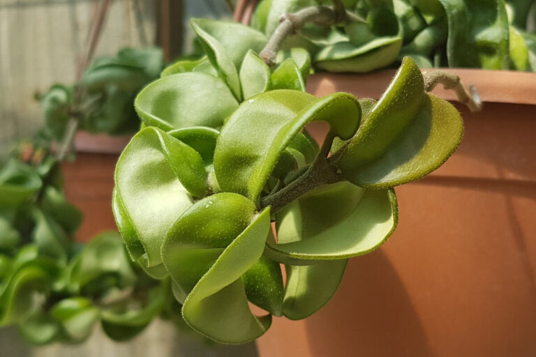 Hoya carnosa