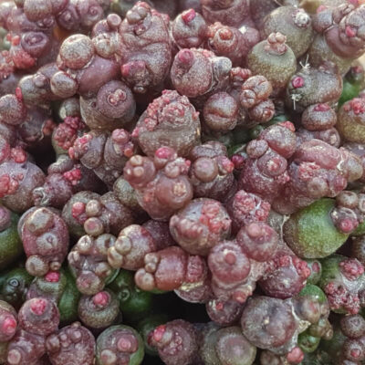 Mammillaria bocasana inermis