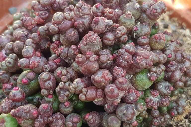 Mammillaria bocasana inermis