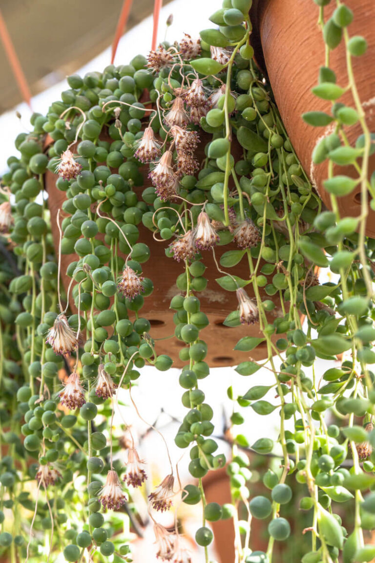 Senecio rowleyanus