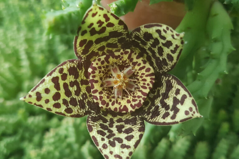 Stapelia variegata