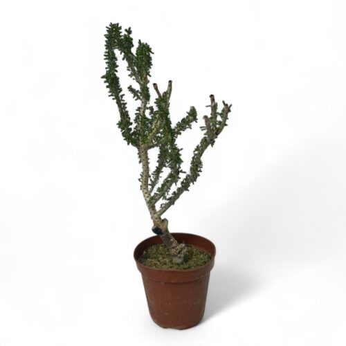 Portulacaria namaquensis Ø 14