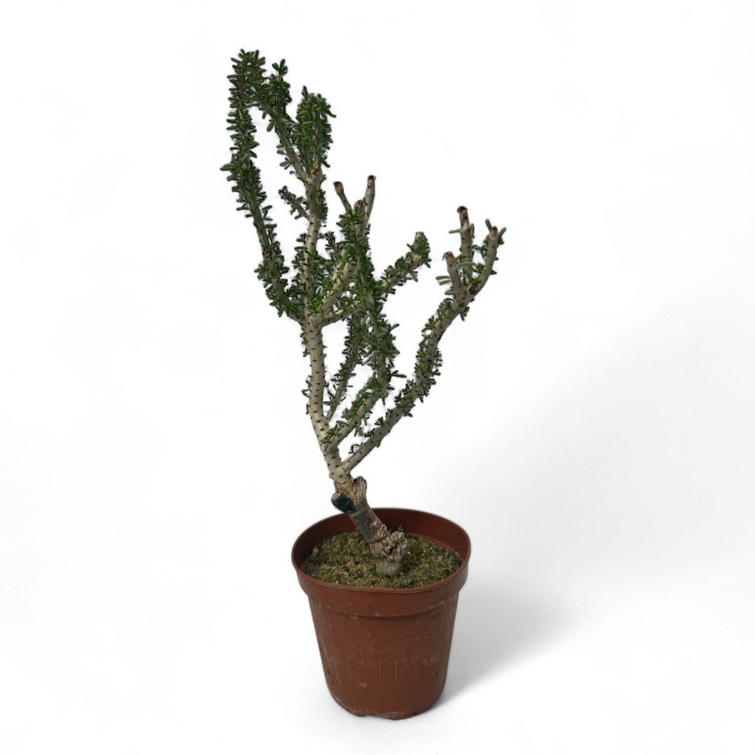 Portulacaria namaquensis Ø 14