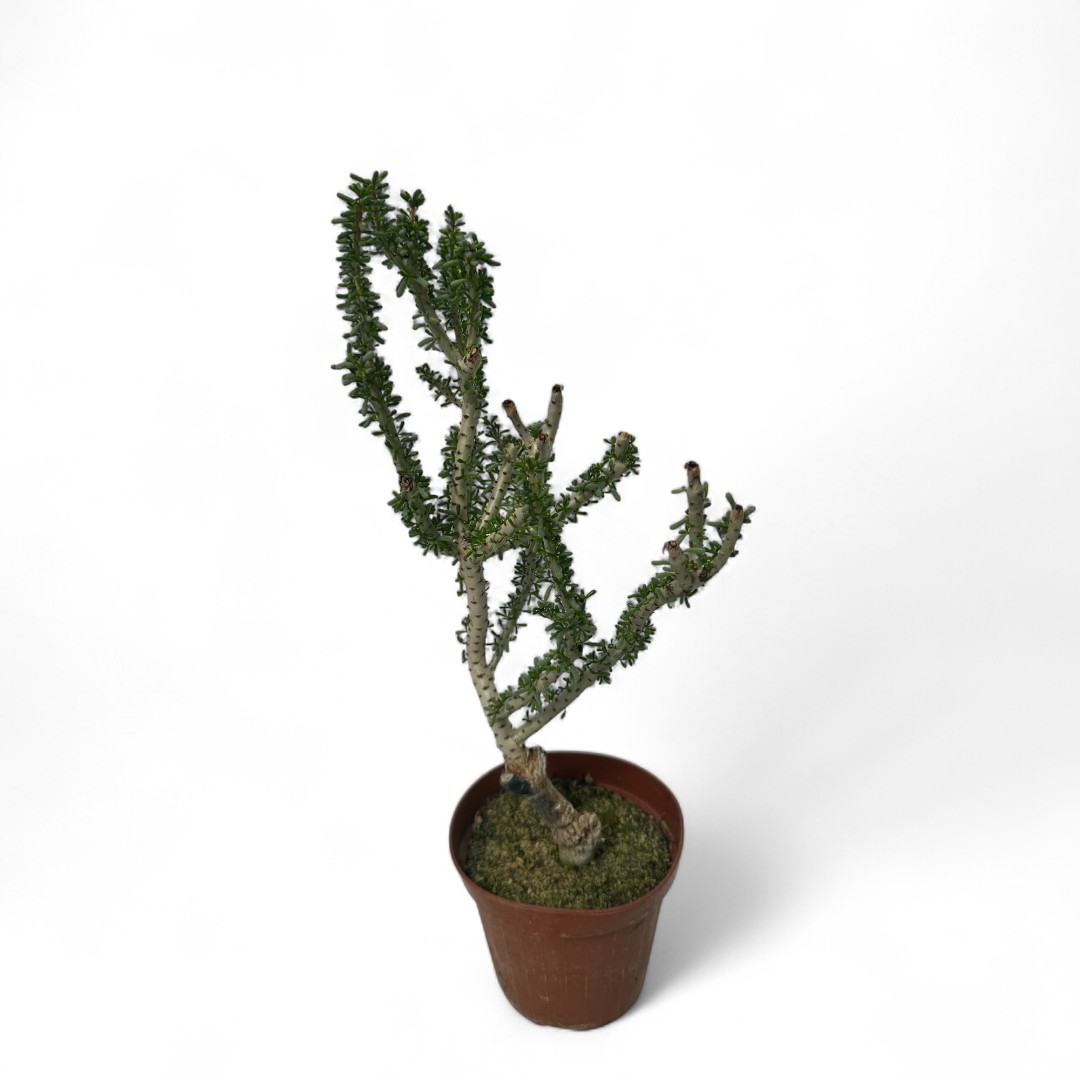 Portulacaria namaquensis Ø 14