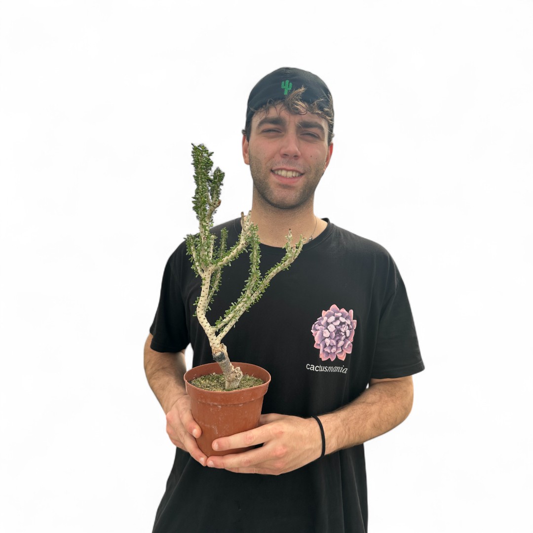 Portulacaria namaquensis Ø 14