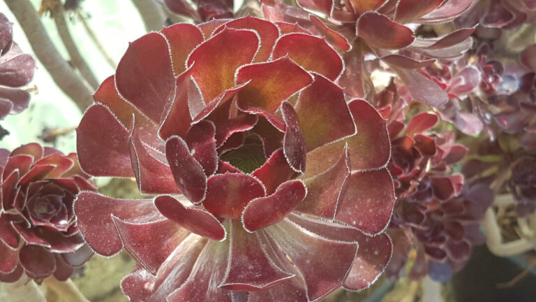 Aeonium arboreum 'Atropurpureum'