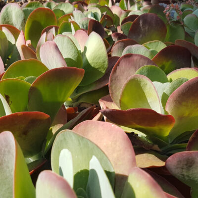 Kalanchoe thyrsiflora