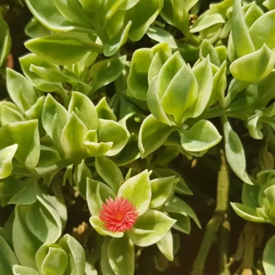 Aptenia cordifolia variegata