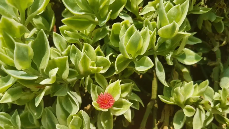 Aptenia cordifolia variegata