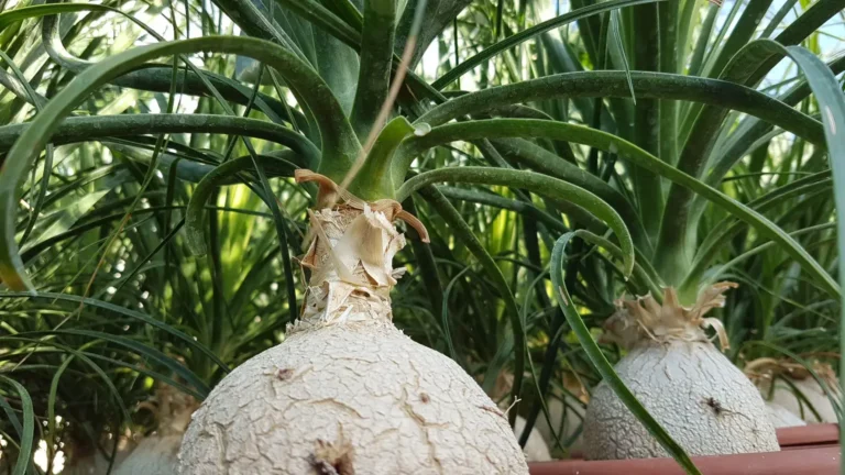 Beaucarnea recurvata