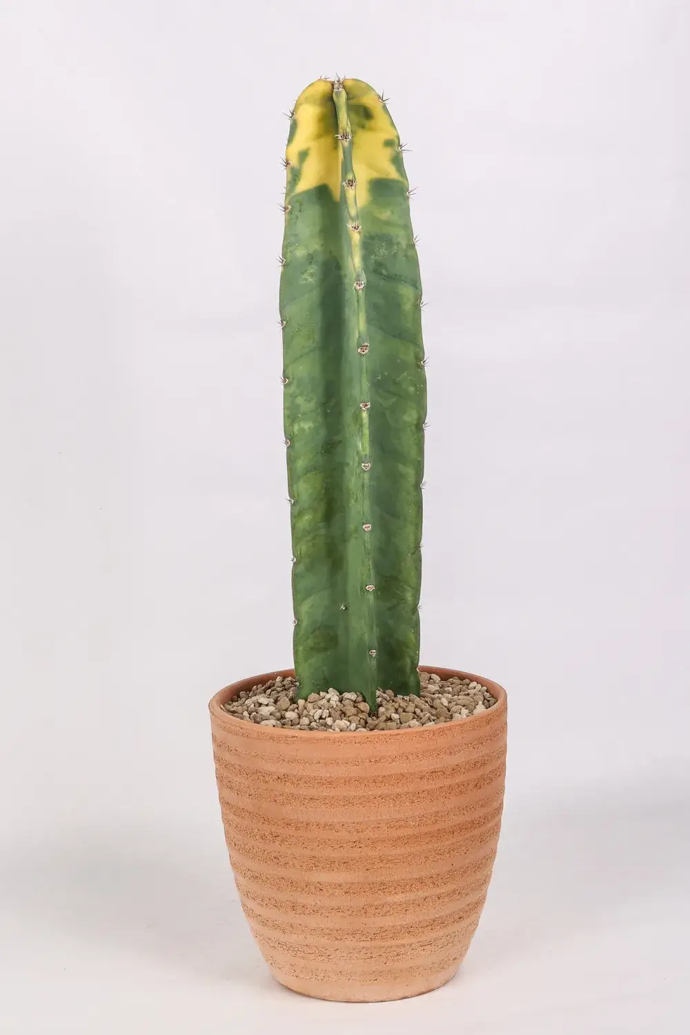 Cereus hildmannianus variegato “Bruno” Cereus hildmannianus variegato “Bruno”