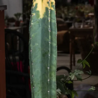 Cereus hildmannianus variegato “Bruno”