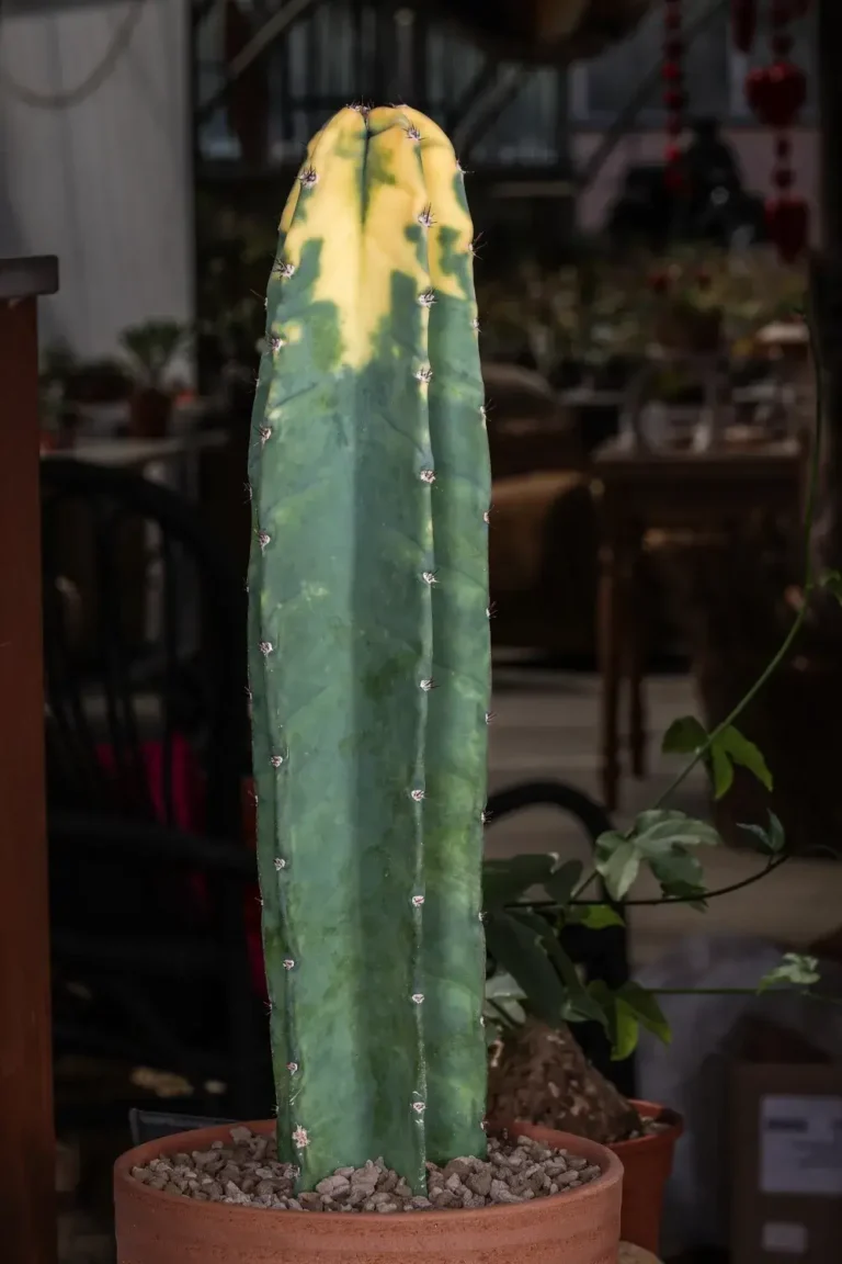 Cereus hildmannianus variegato “Bruno”
